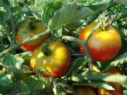 Green shoulders on tomatoes from UConn Lady Bug via Tomato Dirt