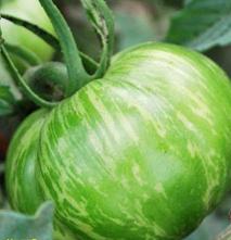 Green Zebra Tomato