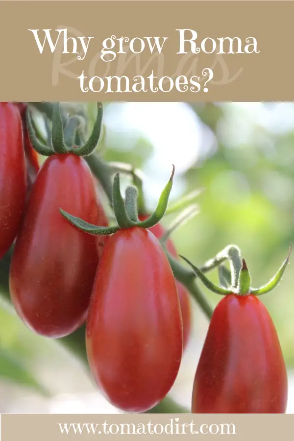 Why grow Roma tomatoes? with Tomato Dirt #HomeGardening #VegetableGardening