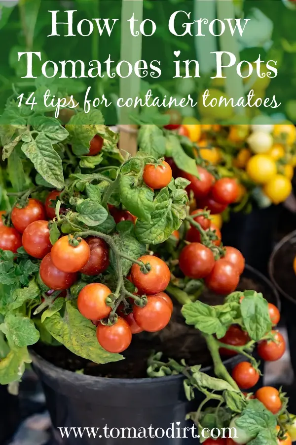 How to grow tomatoes in pots: 14 tips for successful container tomatoes with Tomato Dirt #GrowTomatoes #HomeGardening