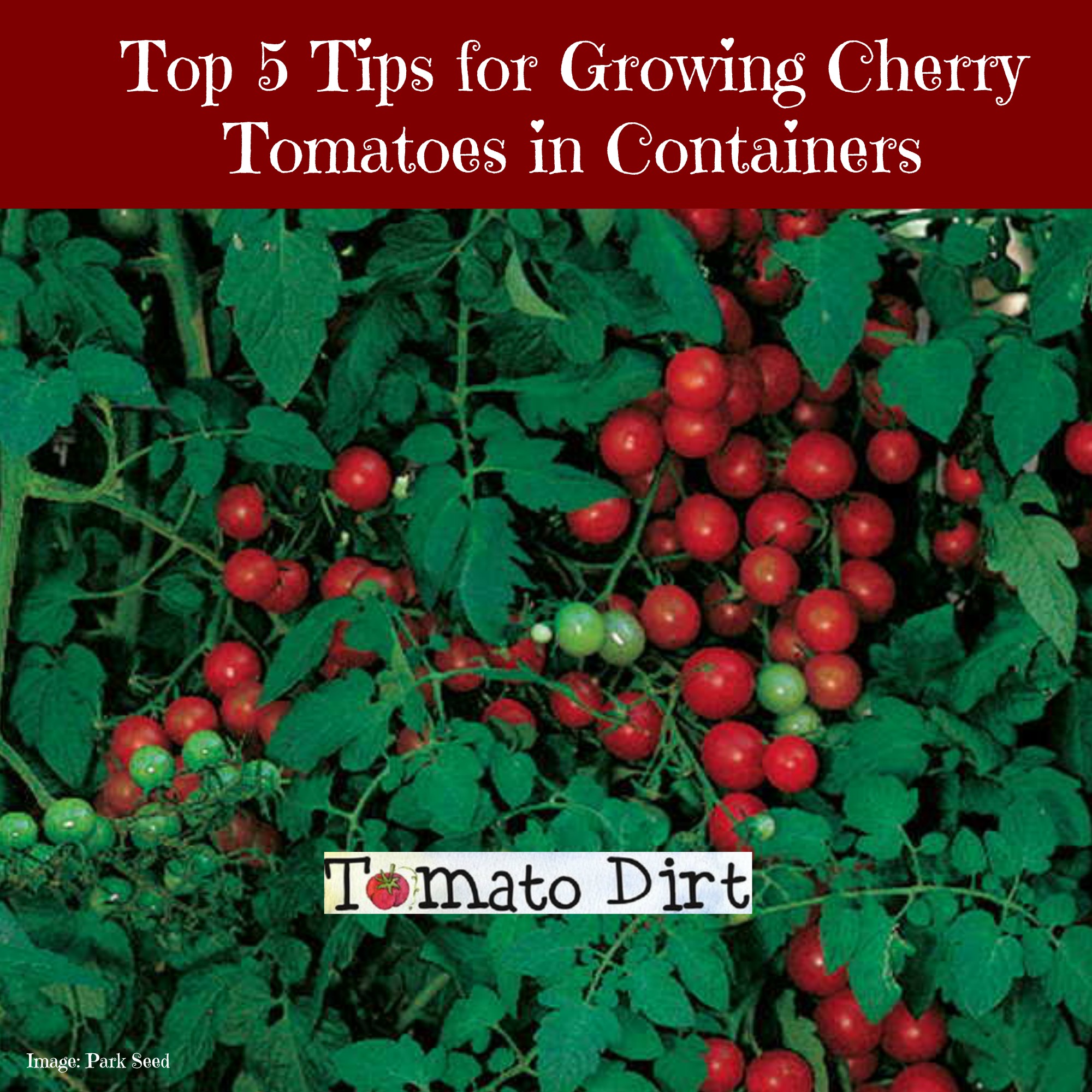 5 Tips for Growing Cherry Tomatoes in Containers