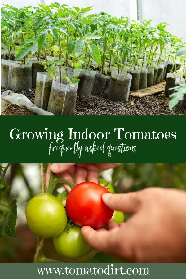 FAQs about growing tomatoes indoors with Tomato Dirt #HomeGardening #BeginnerGardening #VegetableGardening