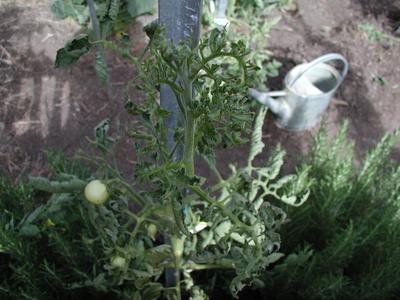 Tomato plant growing tip distorted