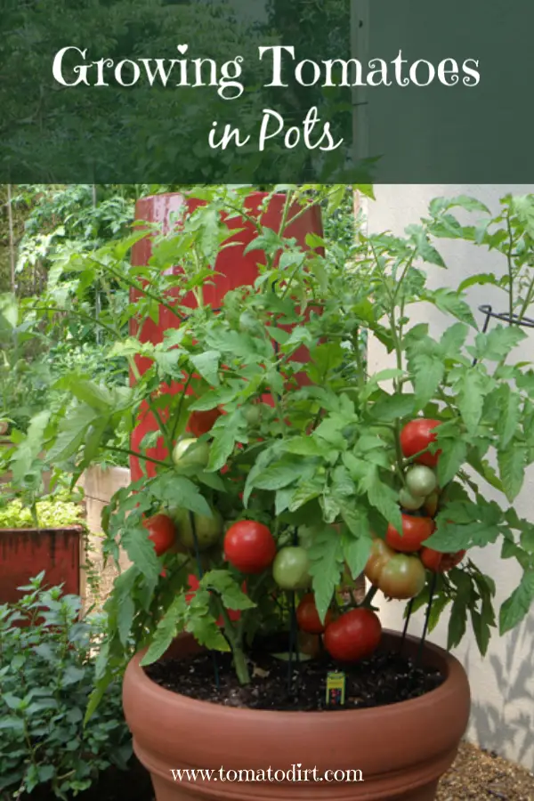 Growing Tomatoes in Pots