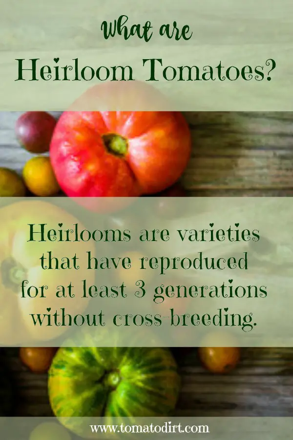 What are heirloom tomatoes? With Tomato Dirt