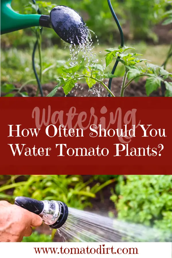 How often should you water tomato plants with Tomato Dirt #HomeGardening #GrowTomatoes
