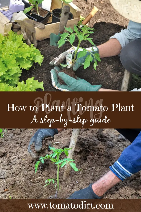How to plant a tomato plant: a step-by-step guide with Tomato Dirt #HomeGardening #VegetableGardening