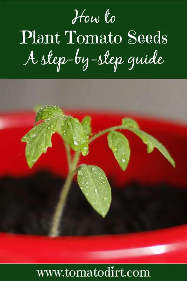 How to plant tomato seeds with Tomato Dirt #HomeGardening #GrowingTomatoes