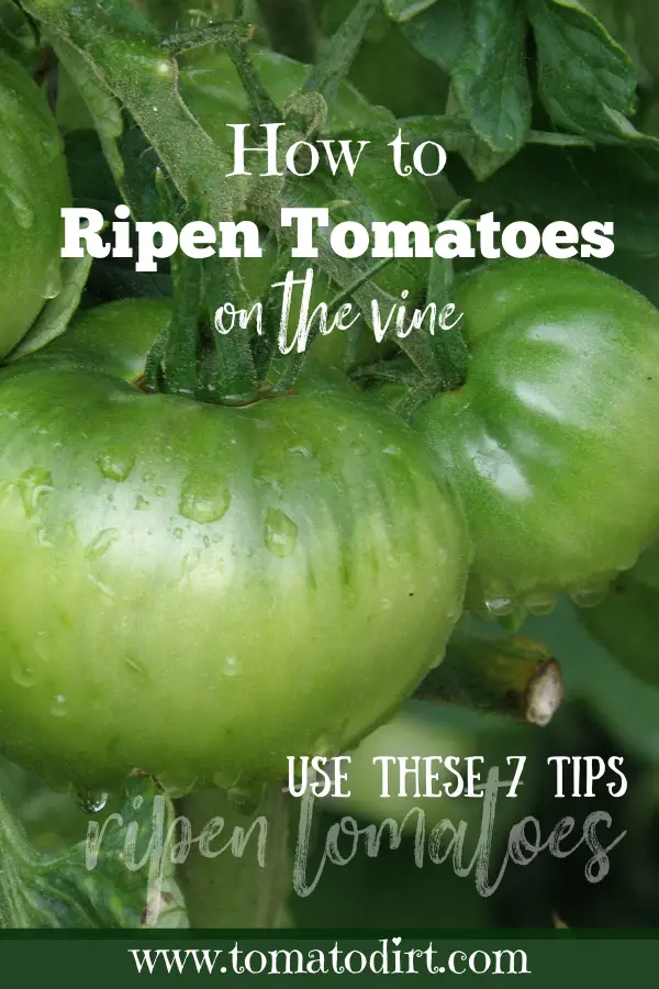 How do you ripen tomatoes on the vine? 7 tips from Tomato Dirt #HomeGardening #BegetableGarden