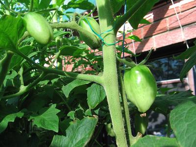 Non-affected fruit, with one affected in back