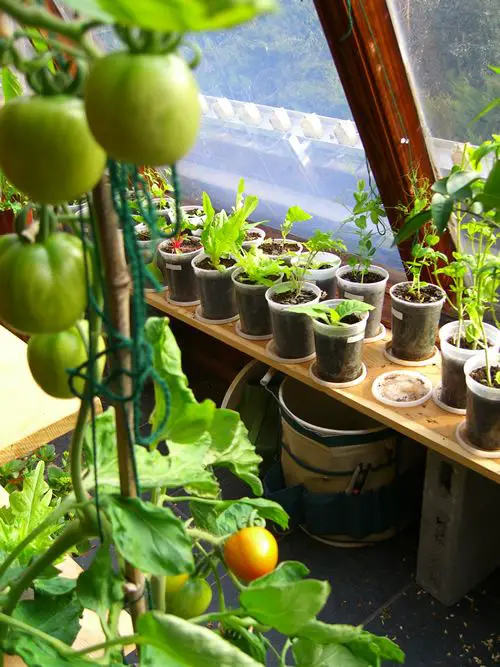 Indoor tomato garden from Annie's Garden with Tomato Dirt