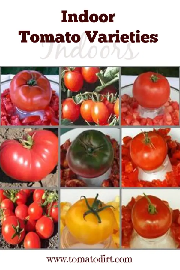 Indoor tomato varieties: how to choose heirlooms and hybrid tomatoes to grow indoors with Tomato Dirt #GrowTomatoes