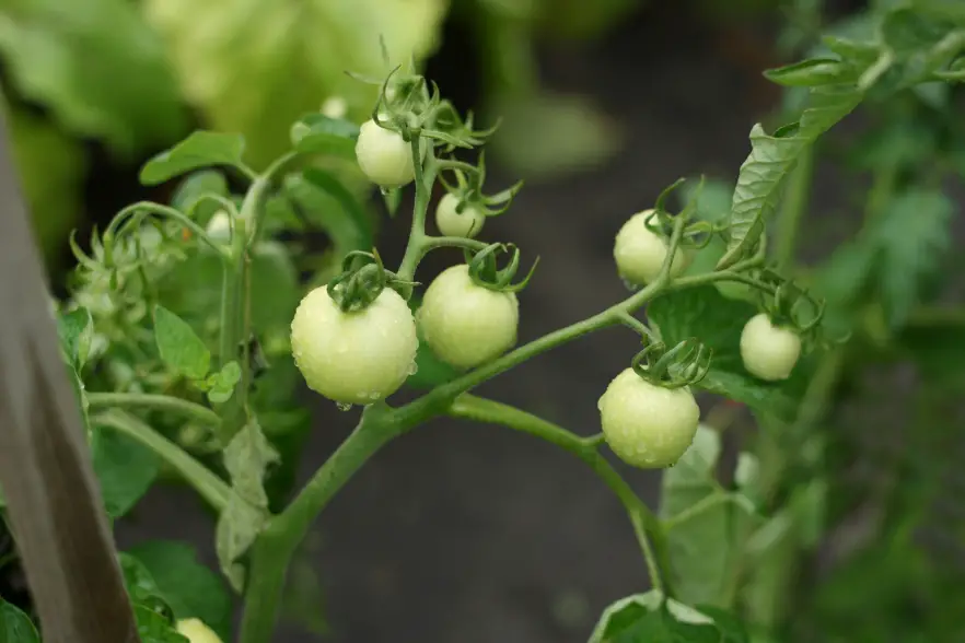 Tips for ripening green tomatoes on the vine at season end with Tomato Dirt