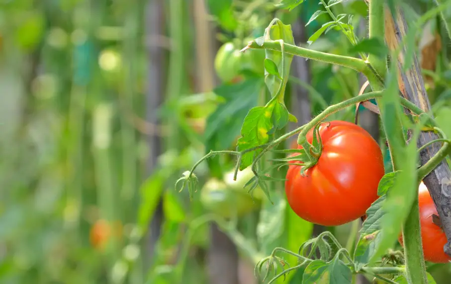 Ripe tomato on plant with Tomato Dirt
