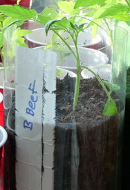 tomato seedling in soda bottle labeled with marker