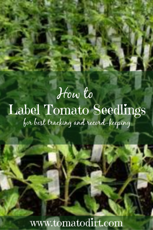 How to label tomato seedlings for best tracking and record-keeping with Tomato Dirt #GardeningTips #GrowingTomatoes