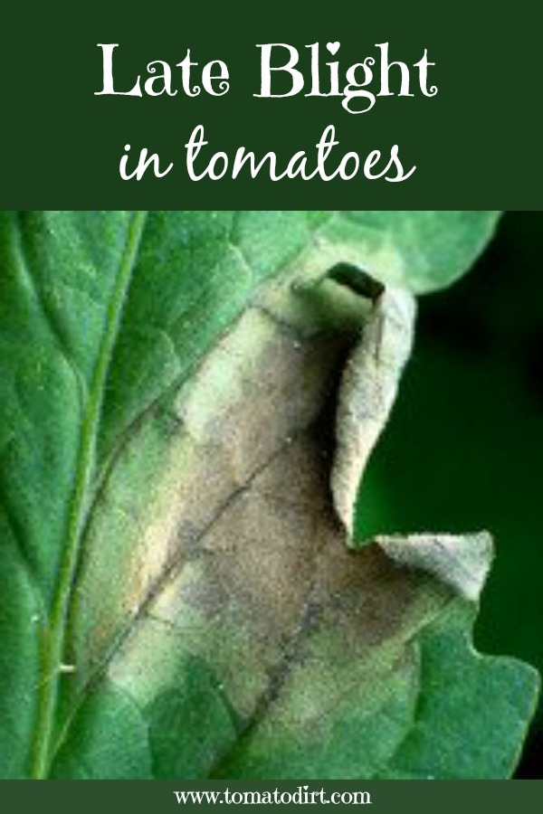 Late blight in tomatoes: how to identify, prevent, and control it with Tomato Dirt #GrowTomatoes #TomatoDiseases