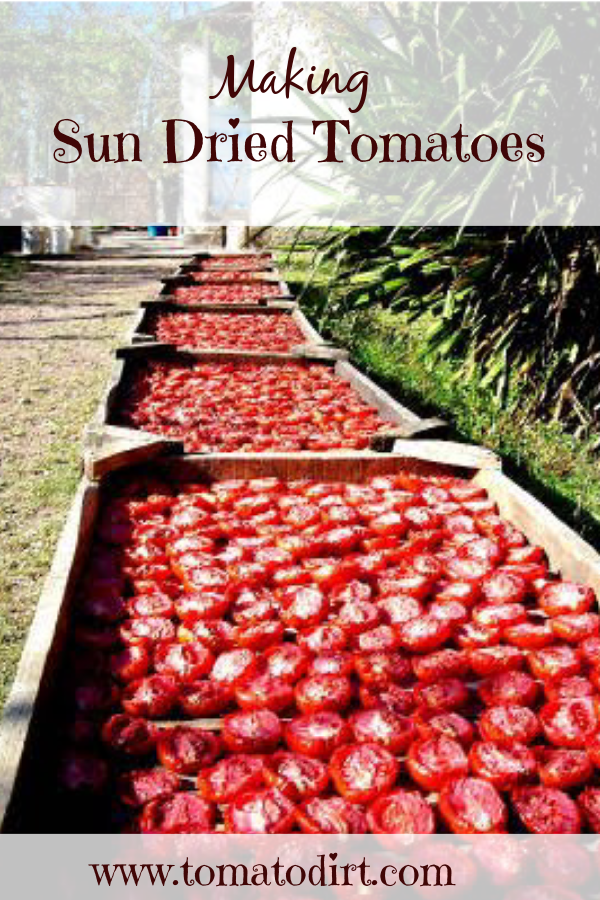 Making sun dried tomatoes: a step by step tutorial with Tomato Dirt #GrowingTomatoes (image -RecipeHubs)
