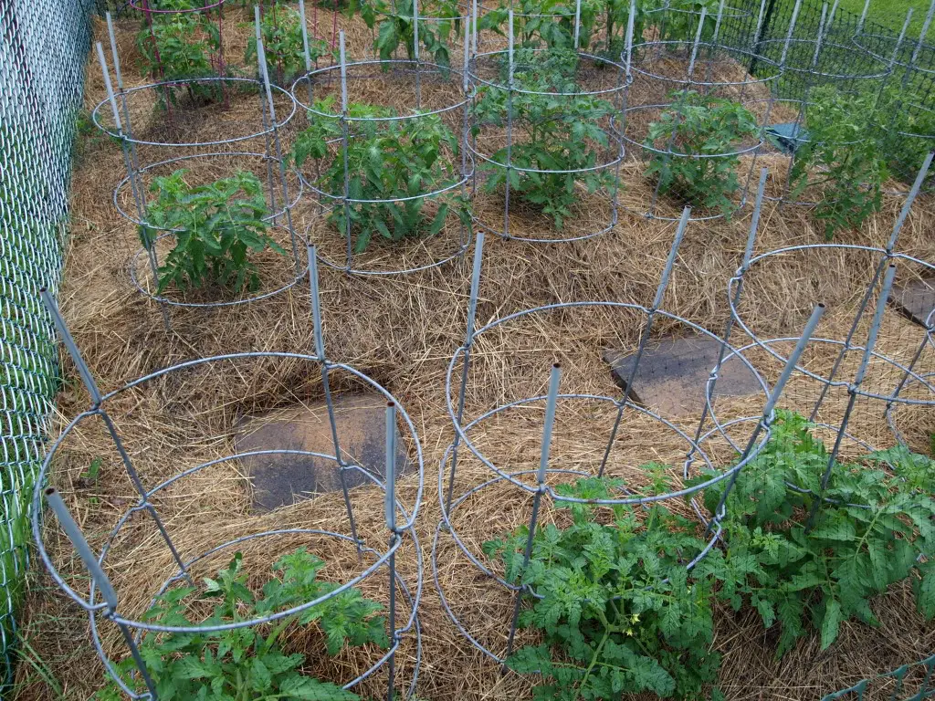 Mulching tomatoes with straw with Tomato Dirt