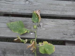 Leaves with yellow and brown 