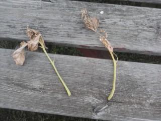 Brown leaves with yellow stems