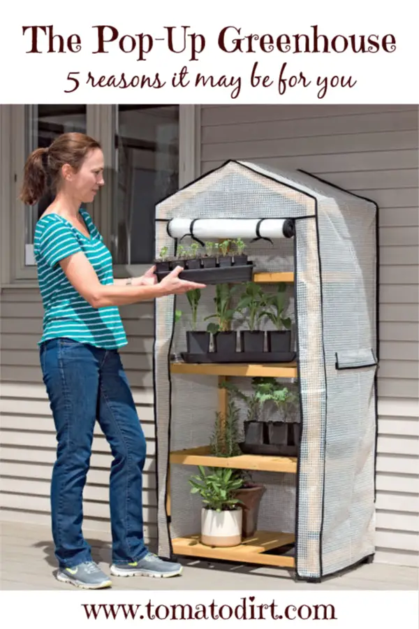 A pop-up greenhouse: why it may be for you with Tomato Dirt #GardeningTips #homegardening