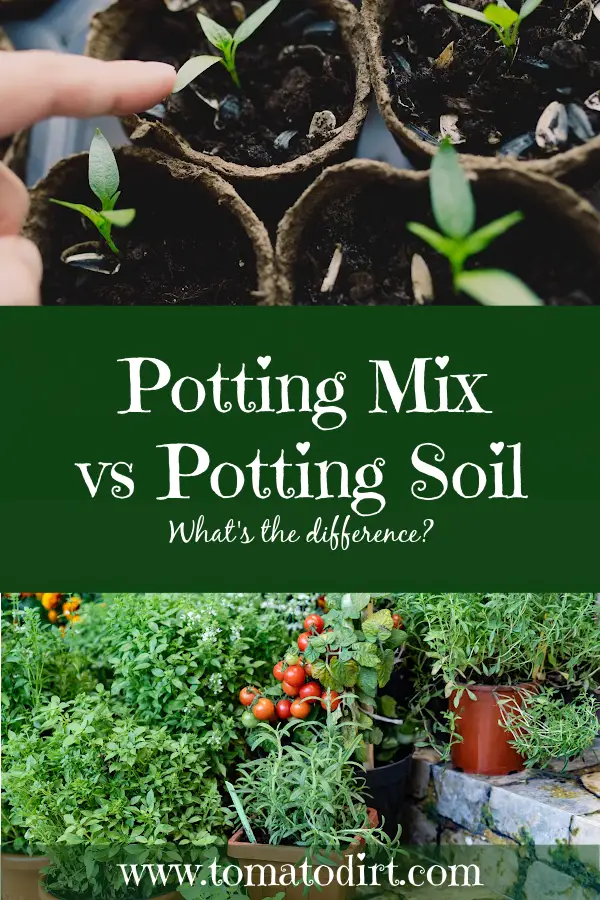 Potting mix vs potting soil with Tomato Dirt #GrowingTomatoes #HomeGardening