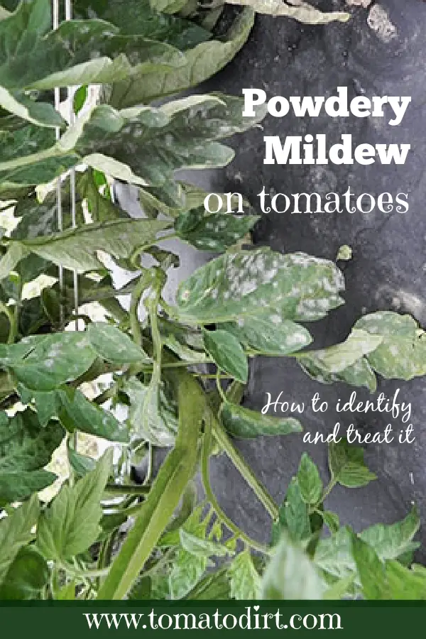 Powdery Mildew on tomatoes: how to identify and treat it with Tomato Dirt #HomeGarden #PlantDiseases #VegetableGardening