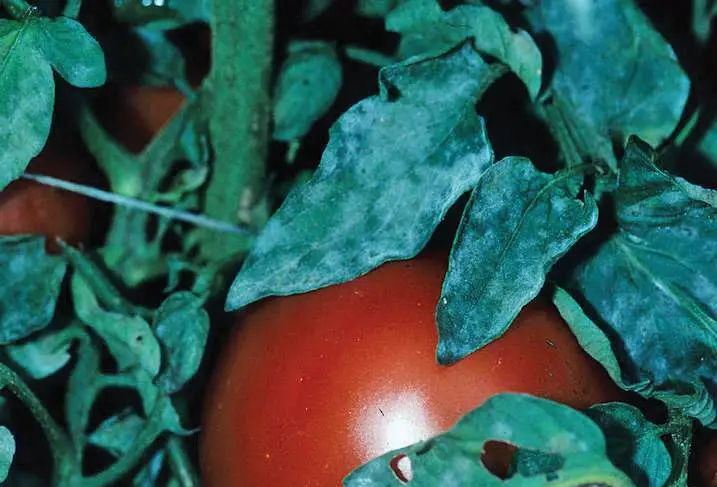 Powdery mildew on tomatoes with Tomato Dirt via Growing Magazine