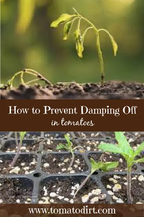 How to prevent damping off in tomatoes with Tomato Dirt #VegetableGardening #BeginningGardener