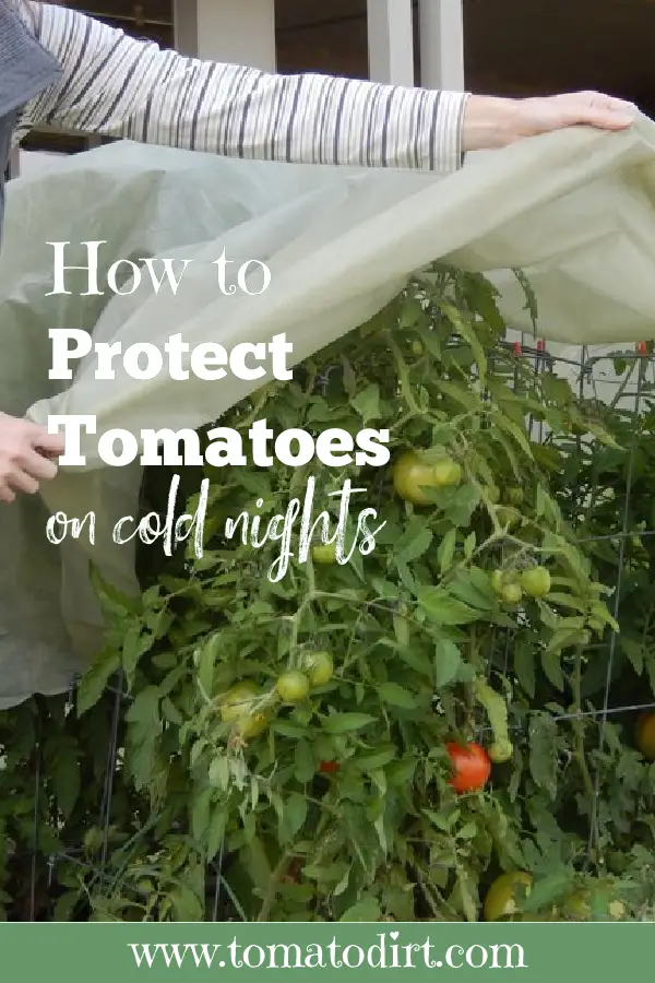 How to protect tomatoes on cold nights with Tomato Dirt #HomeGarden #BeginnerGarden
