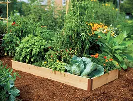 Tomato Dirt Issue 17 Growing Tomatoes In Raised Beds Growing Tomatoes In Raised Beds