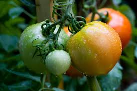 Extend harvest of tomatoes with Tomato Dirt