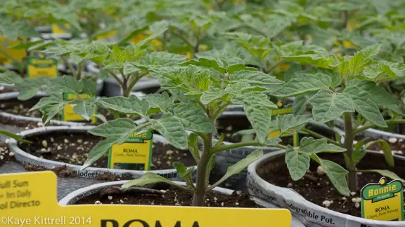 Check labels for disease resistant tomato varieties with Tomato Dirt