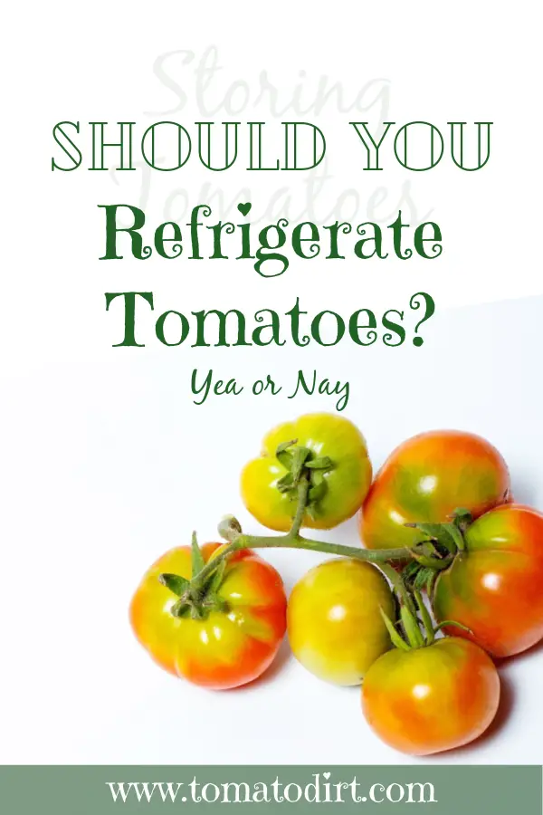 Should you refrigerate tomatoes? with Tomato Dirt #GrowTomatoes #HomeGardening #storingtomatoes