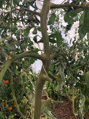 Tomato plants with brown/dying stems