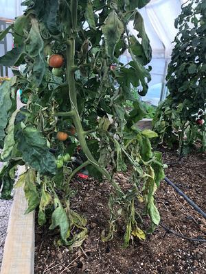 Plants hanging from strings