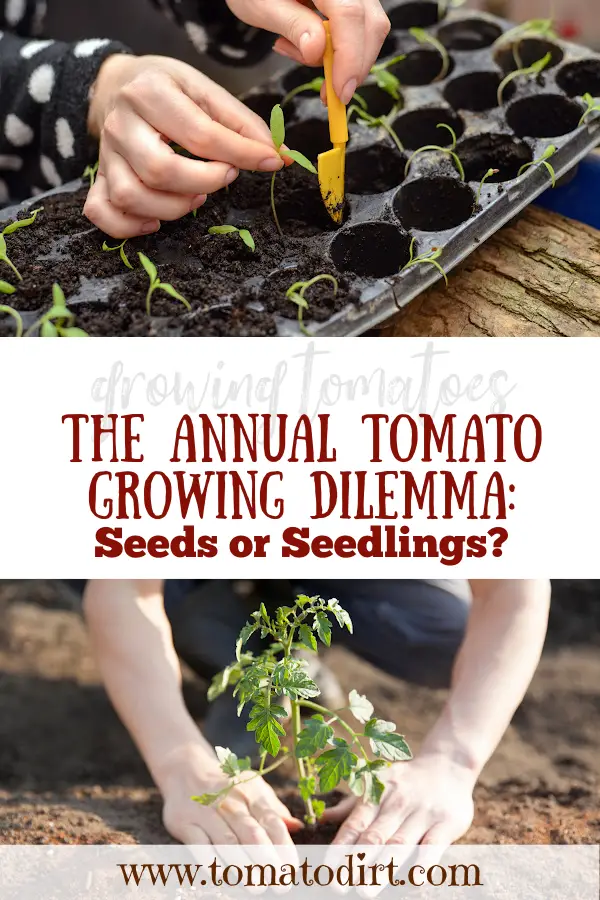 Start plants from seeds or buy tomato seedlings? with Tomato Dirt #HomeGarden #BeginnerGardening