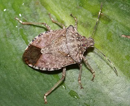 Stink bugs with Tomato Dirt