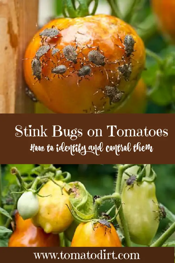 Stink bugs on tomato plants: how to identify and control them with Tomato Dirt #HomeGarden #VegetableGarden #BeginnerGardener