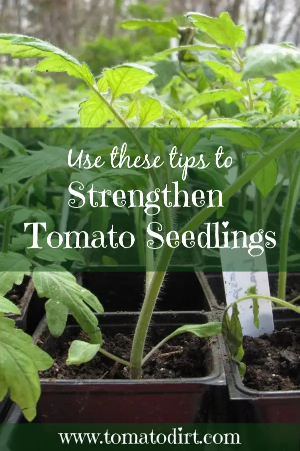 Strengthen tomato seedlings with Tomato Dirt #GardeningTips #GrowingTomatoes