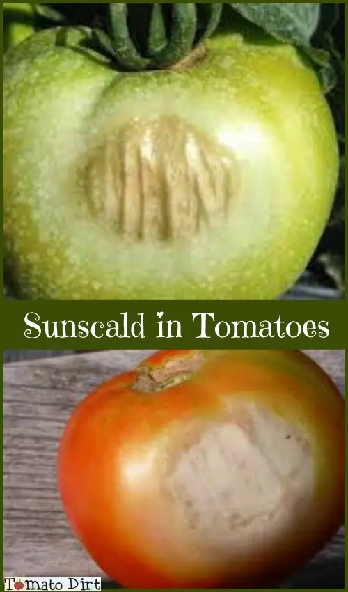 Tomato sunscald with Tomato Dirt