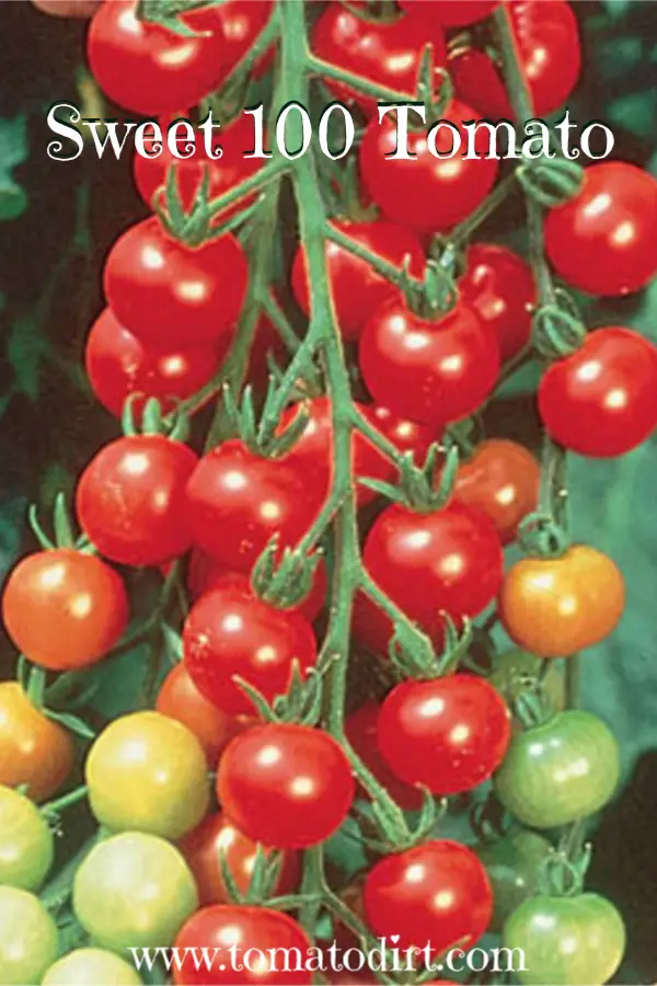 Sweet 100 Tomato - how to grow it with Tomato Dirt #GardeningTips #HomeGardening