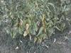 Tomato plant with yellow leaves