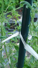 staked tomato plant with branch tied to pole