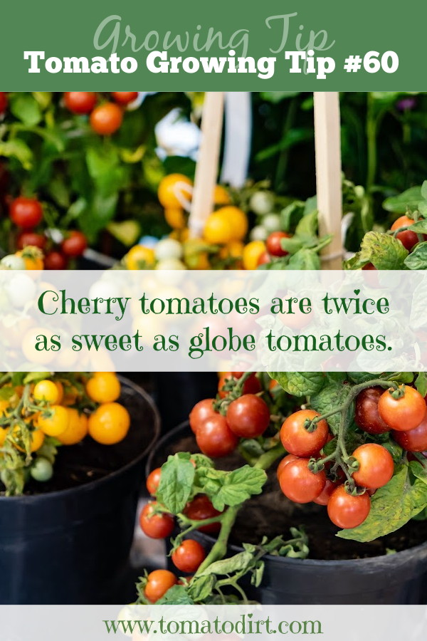 Tomato Growing Tip 60: cherry tomatoes with Tomato Dirt #HomeGardening #GrowTomatoes