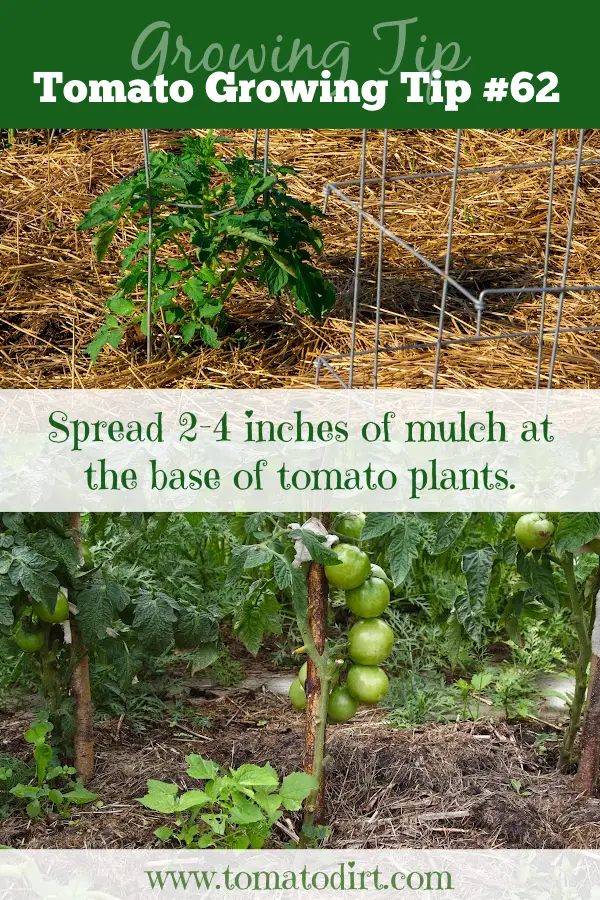 Tomato Growing Tip #62: mulch 2-4 inches around the base of a tomato plant with Tomato Dirt #HomeGardening #VegetableGardening
