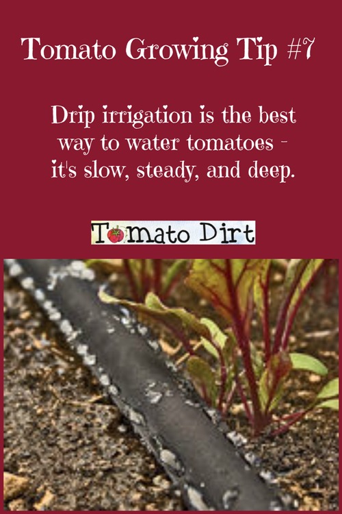 Tomato Growing Tip #7: Drip irrigation is the best way to water tomatoes. With Tomato Dirt #WateringTomatoes #GrowingTomatoes