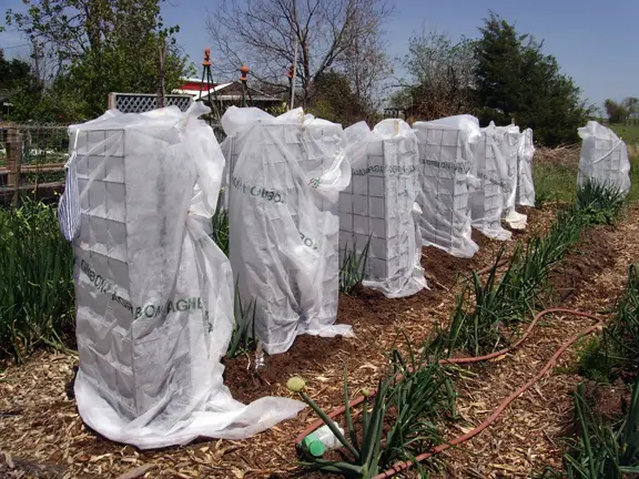 Tomato cages with protective covers from Masters of Horticulture