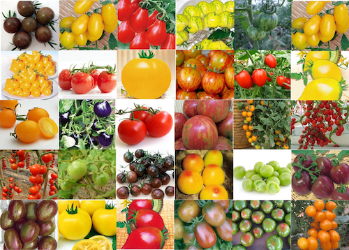 Many different types of tomatoes with Tomato Dirt